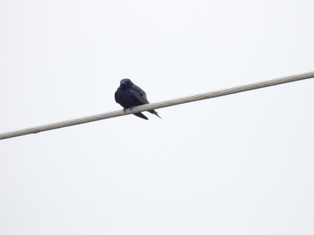 Purple Martin - ML620288967