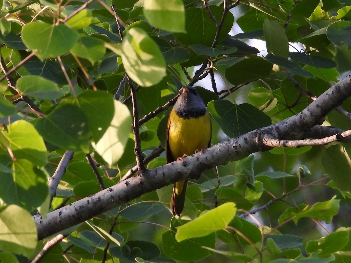 Mourning Warbler - ML620288968