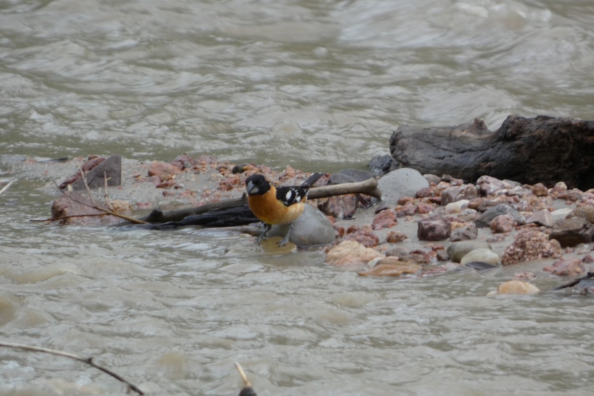 Black-headed Grosbeak - ML620288971