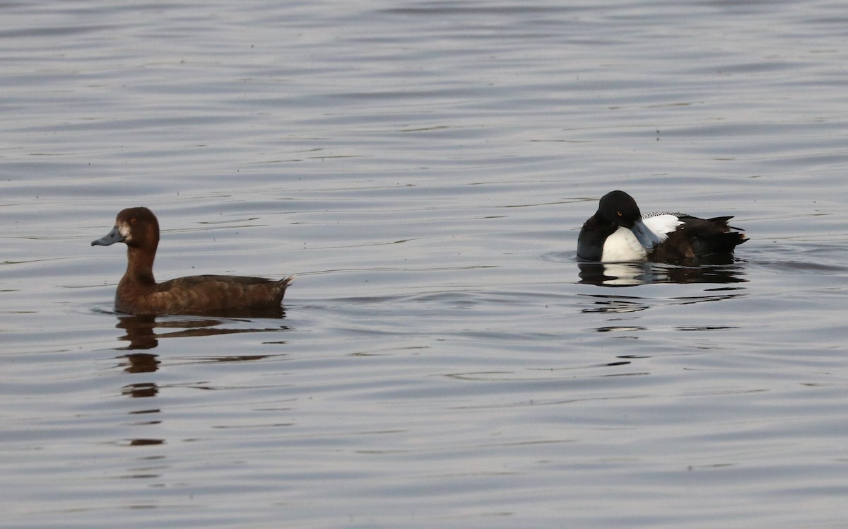 Greater Scaup - ML620288972