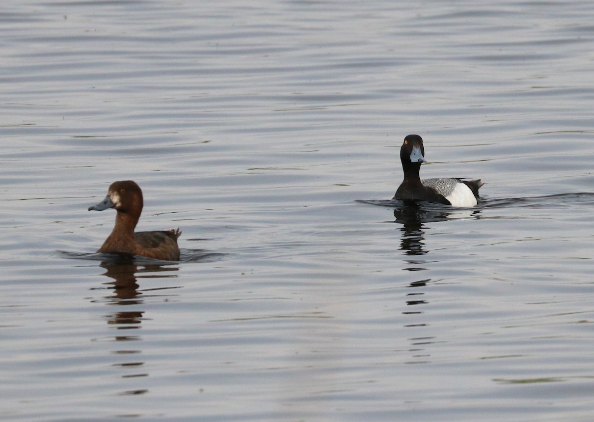 Greater Scaup - ML620288973