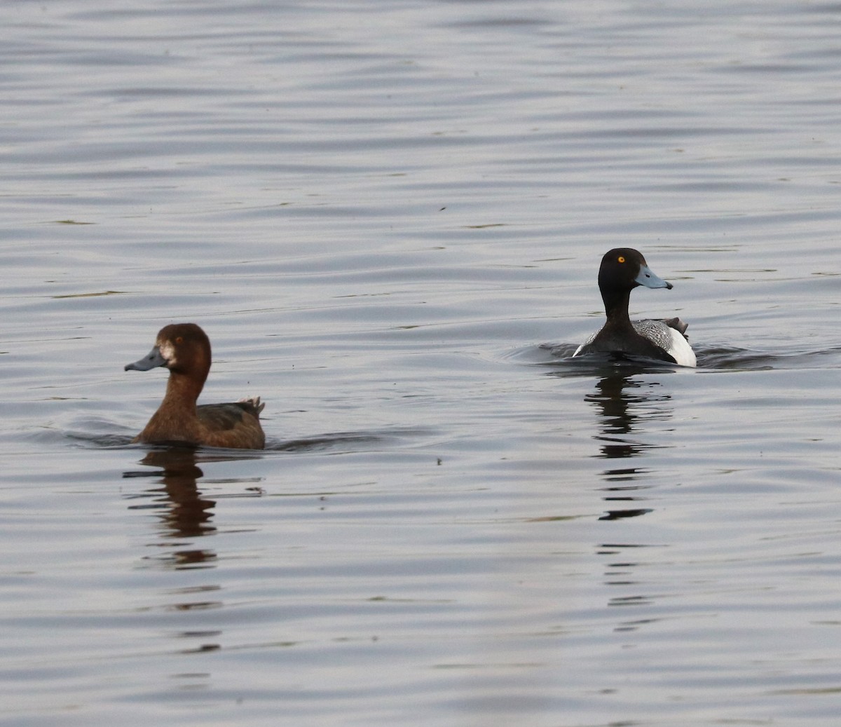 Greater Scaup - ML620288974