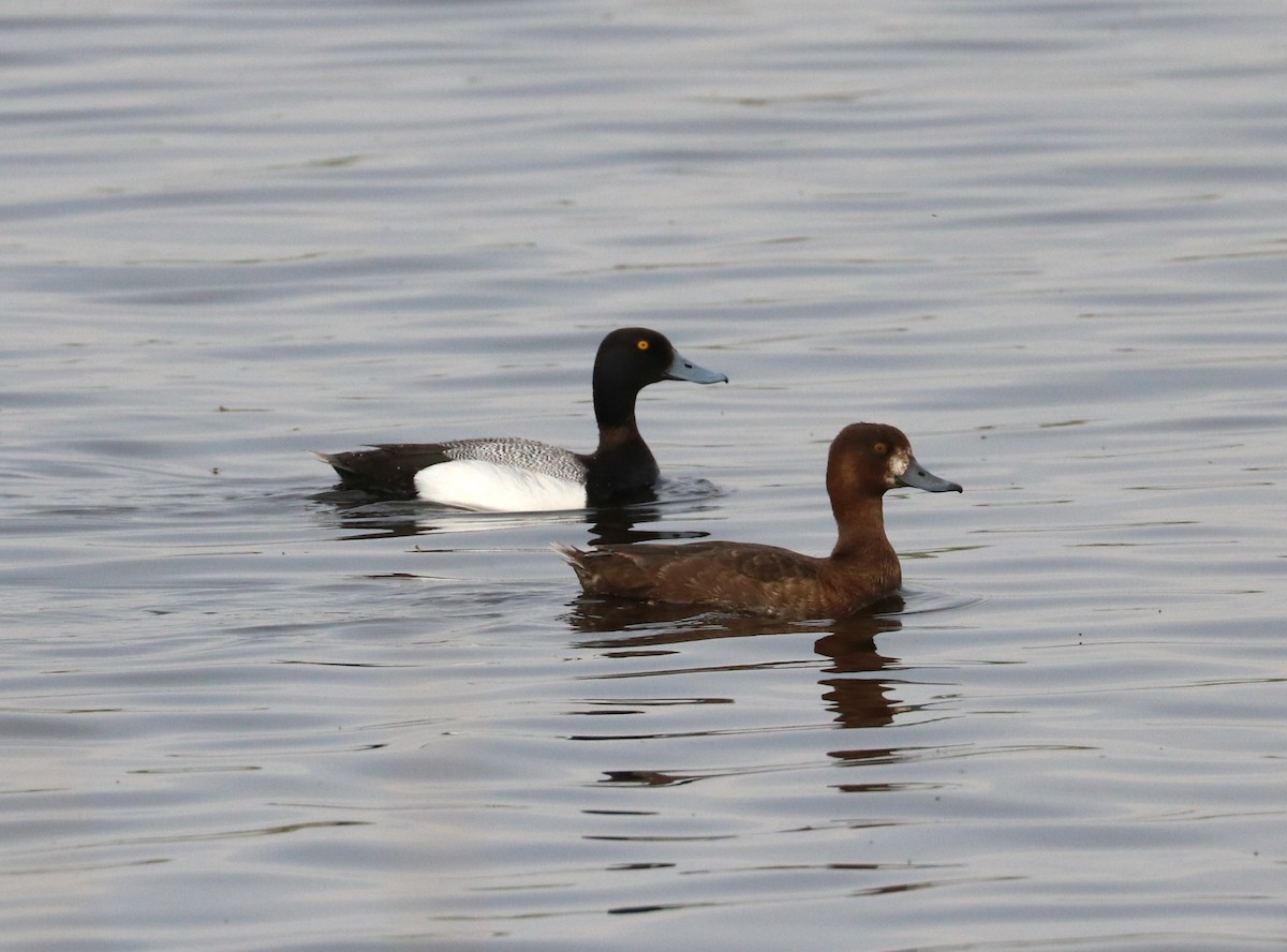 Greater Scaup - ML620288975