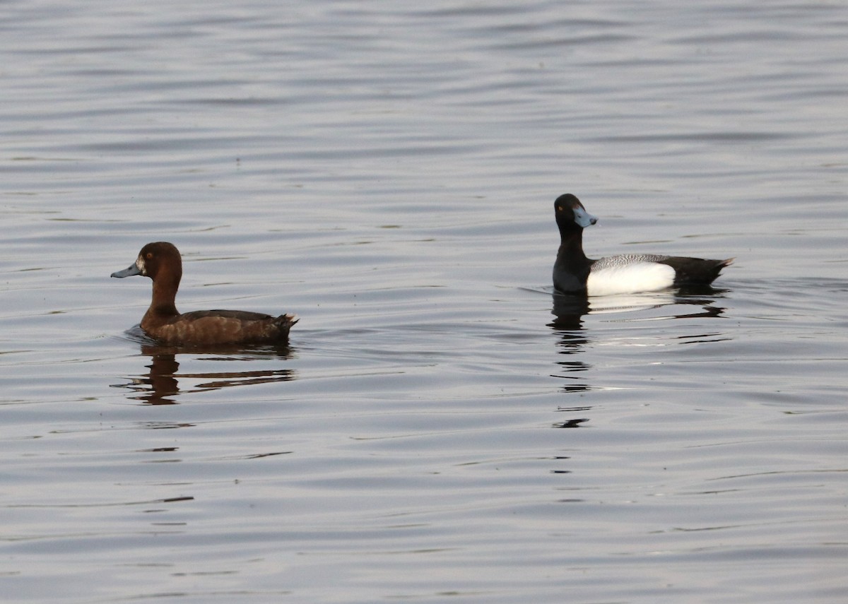 Greater Scaup - ML620288976
