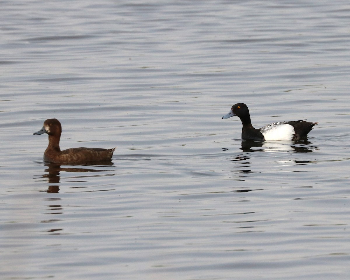 Greater Scaup - ML620288977