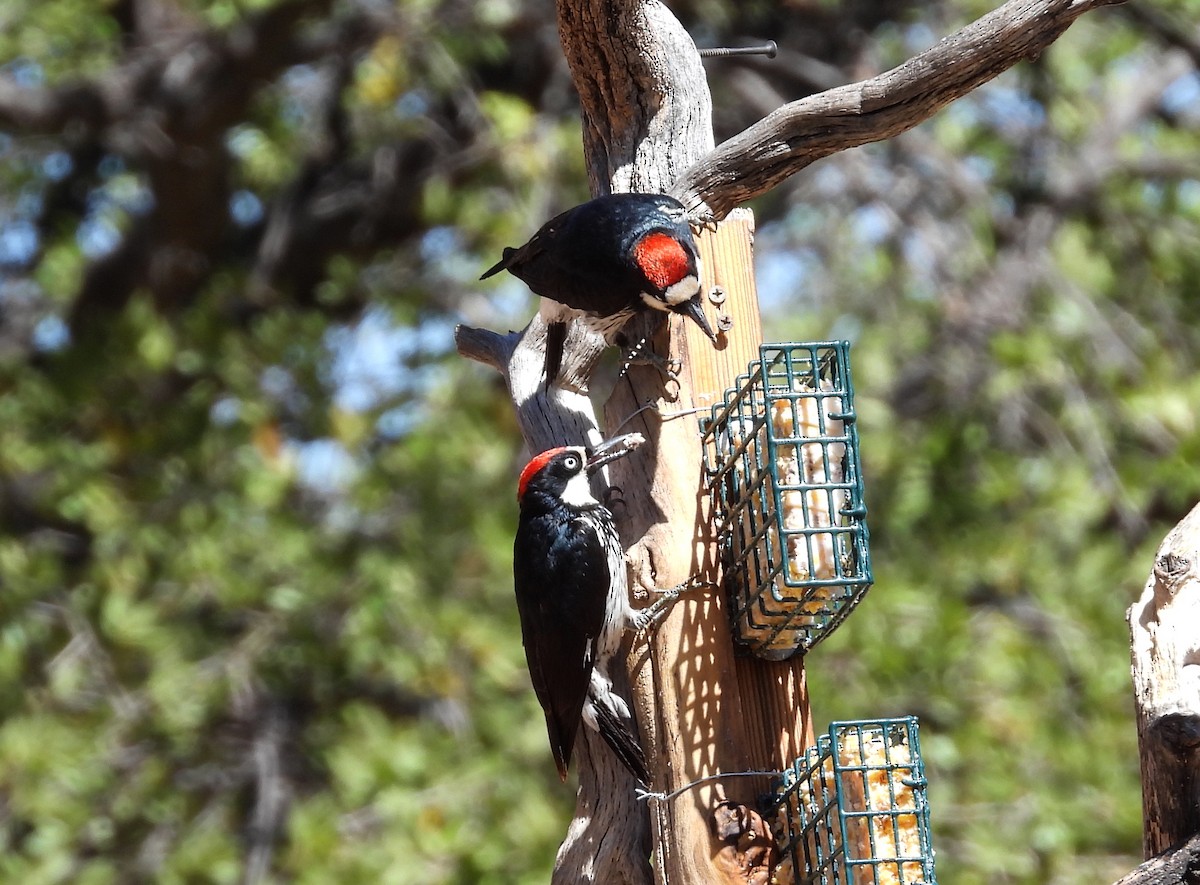 Acorn Woodpecker - ML620288979