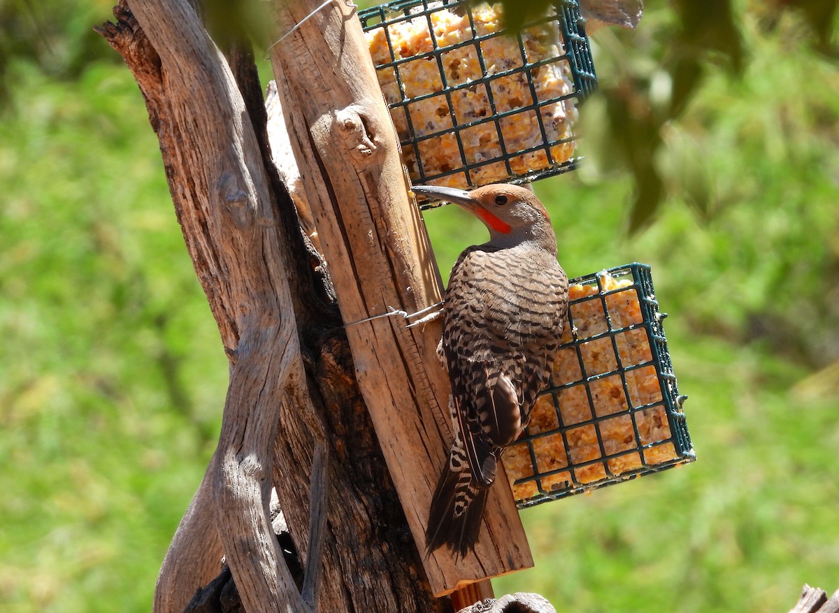 Northern Flicker (Red-shafted) - ML620288984