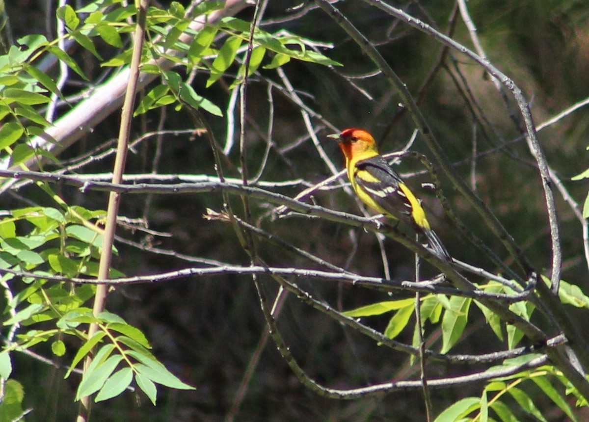 Western Tanager - Tommy DeBardeleben