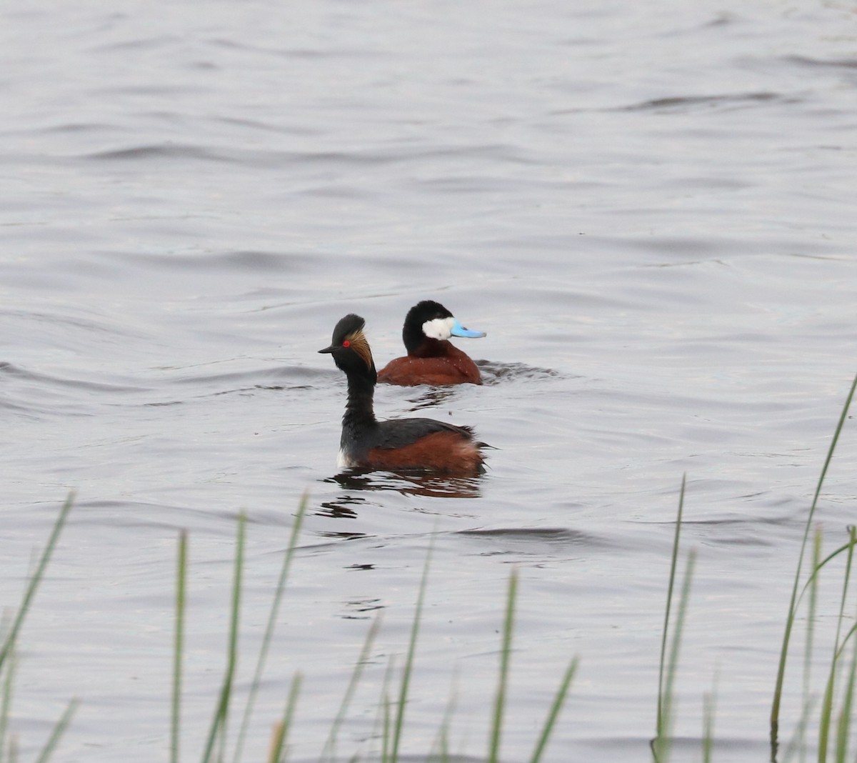 Ruddy Duck - ML620288986