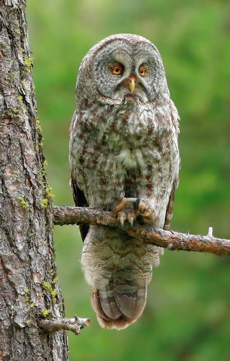 Great Gray Owl - ML620288988