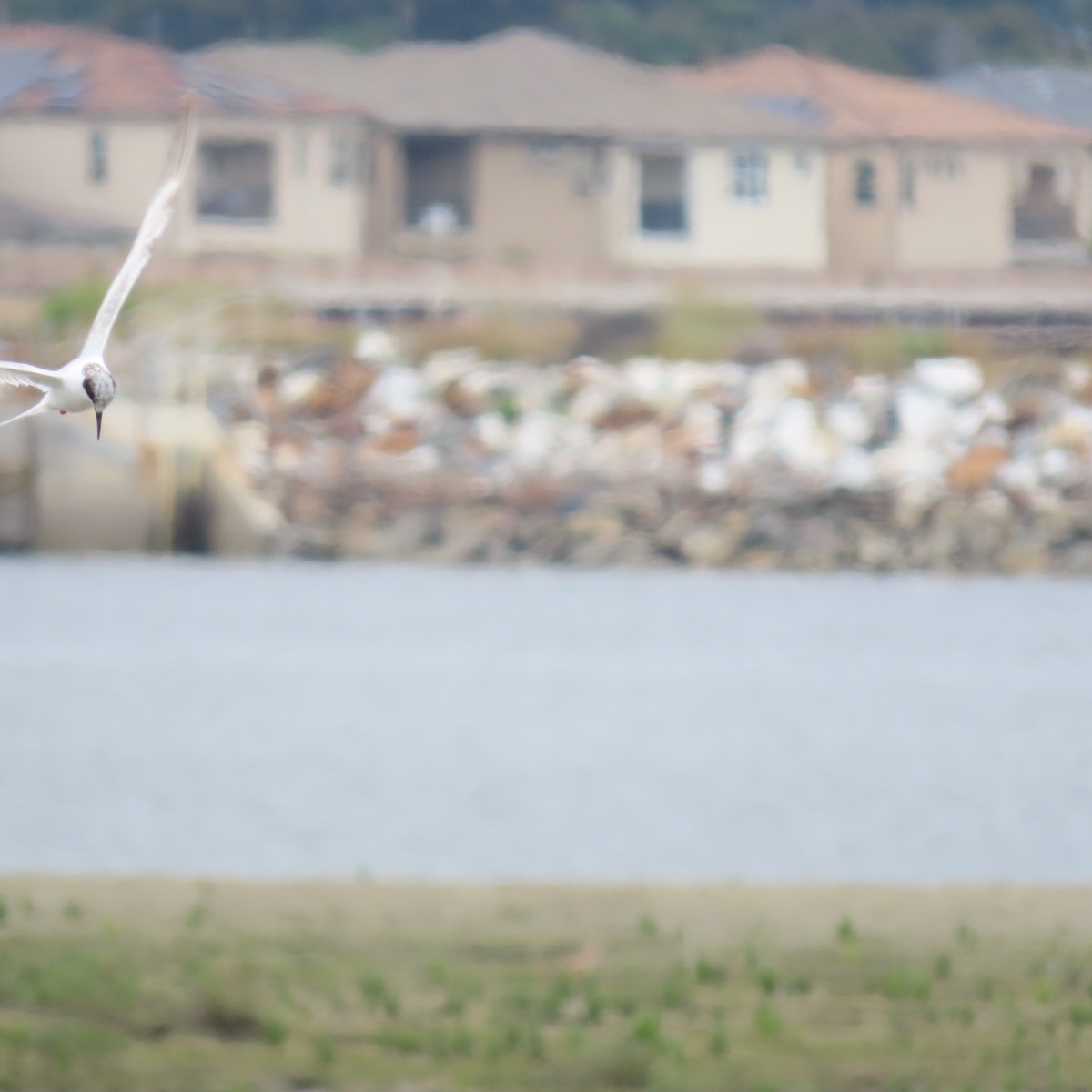 Forster's Tern - ML620288989