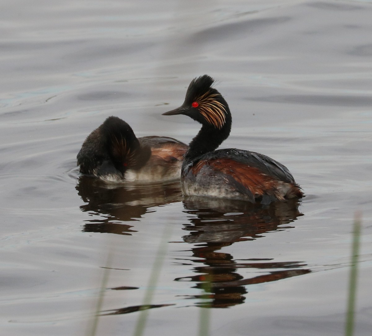 Eared Grebe - ML620288993