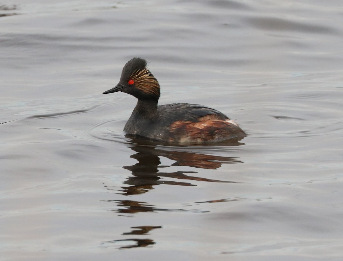 Eared Grebe - adam zions