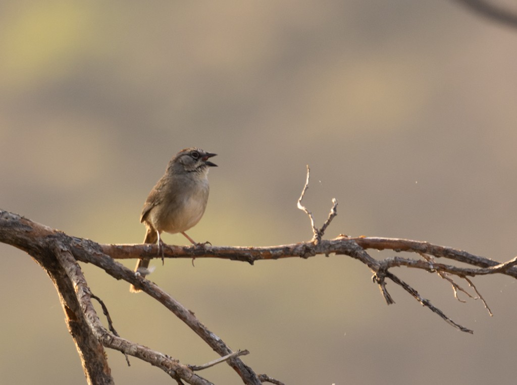 Oaxaca Sparrow - ML620288995