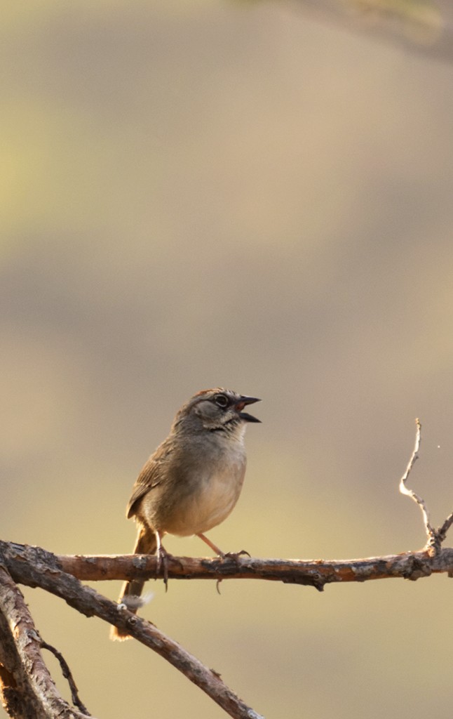 Oaxaca Sparrow - ML620288996