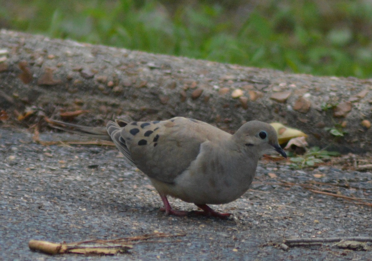 Mourning Dove - ML620288999