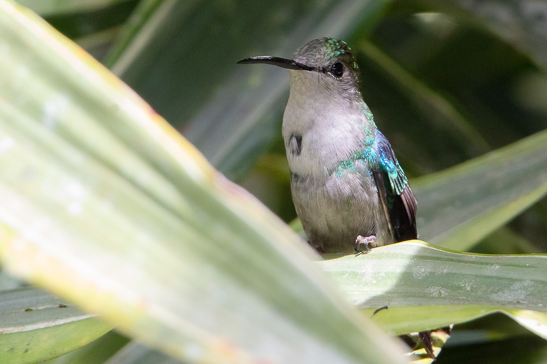 kolibřík vidloocasý - ML620289000