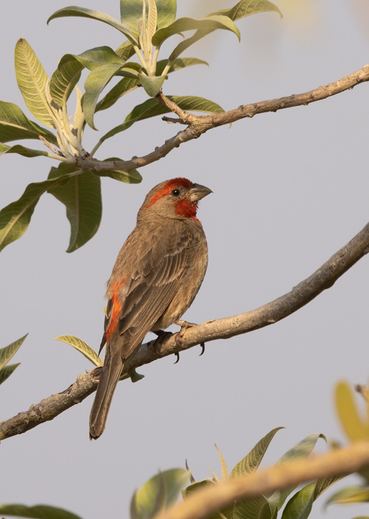 House Finch - ML620289001