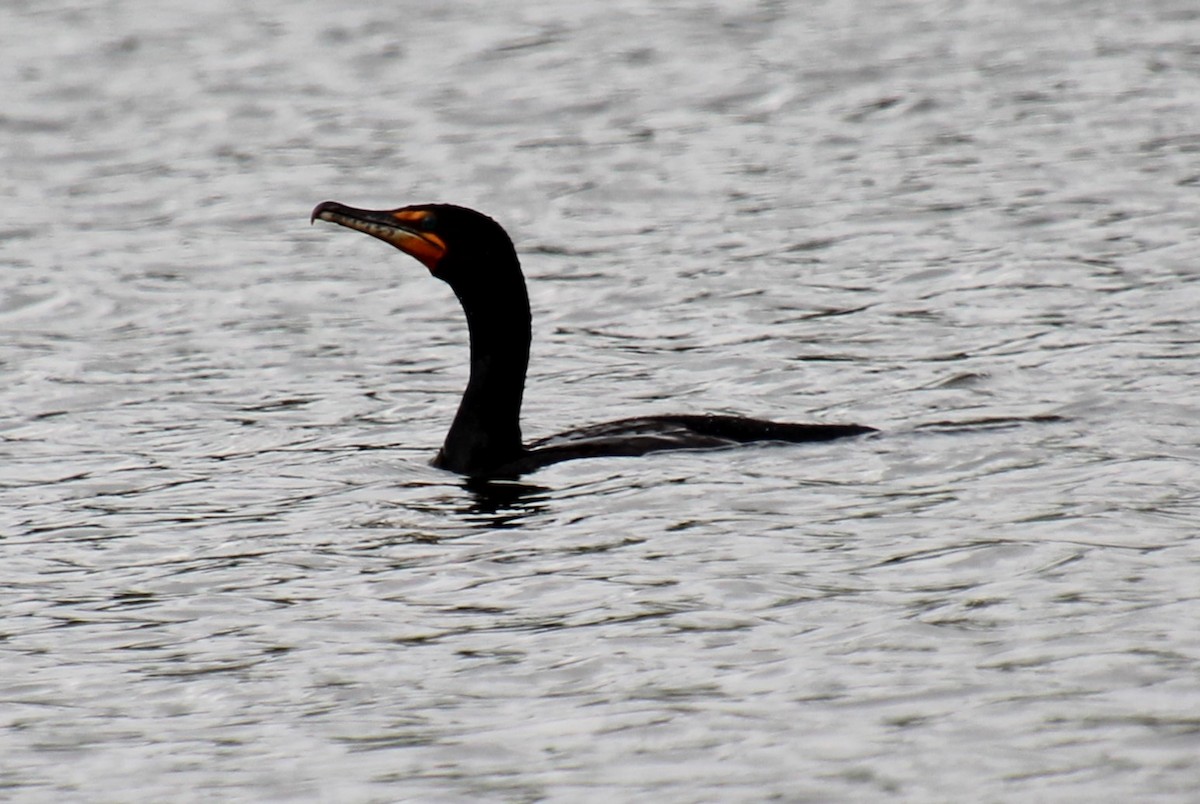 Double-crested Cormorant - ML620289005