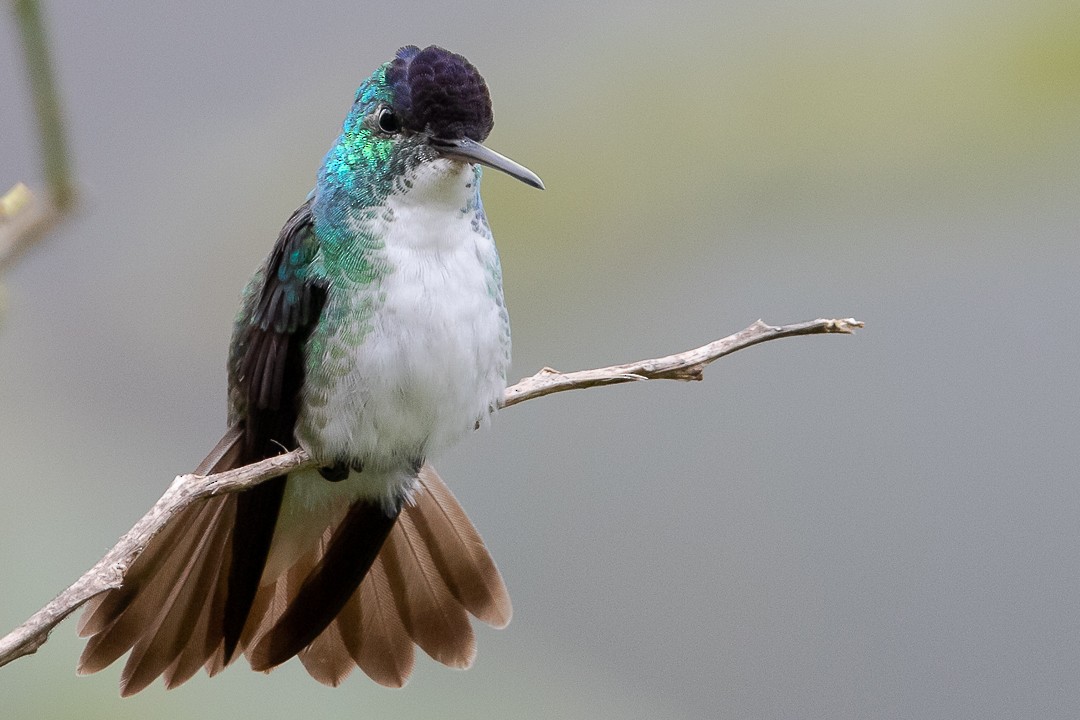 kolibřík andský - ML620289009