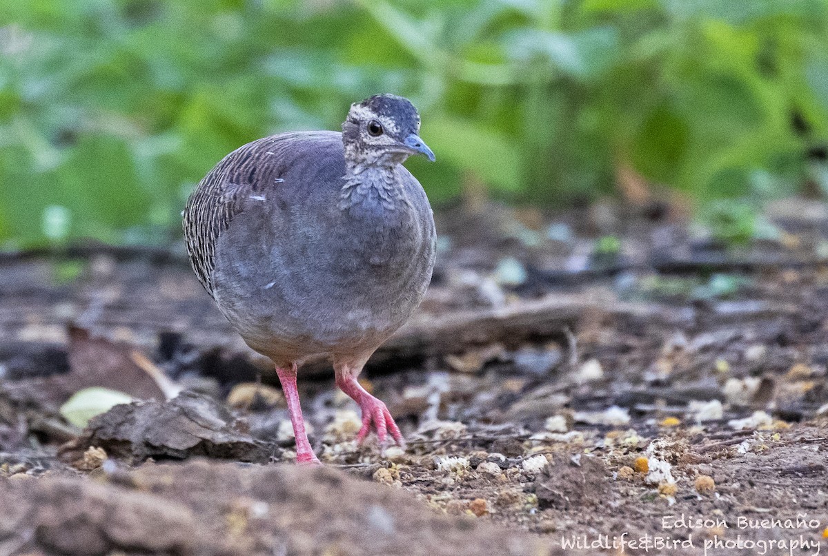 Tinamou à grands sourcils - ML620289011