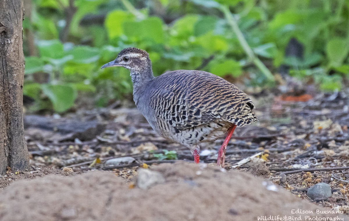 Tinamou à grands sourcils - ML620289012