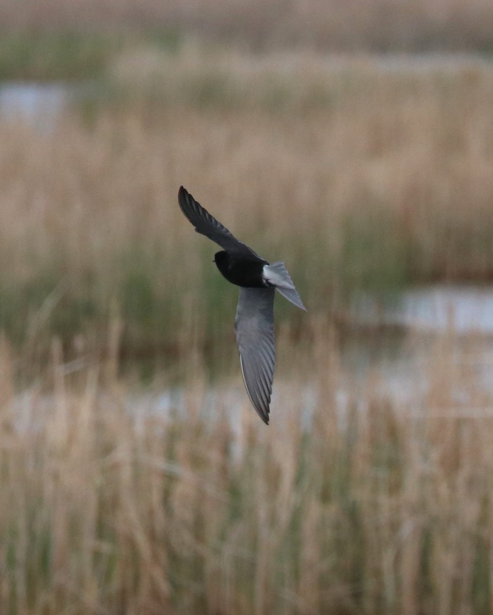 Black Tern - ML620289020