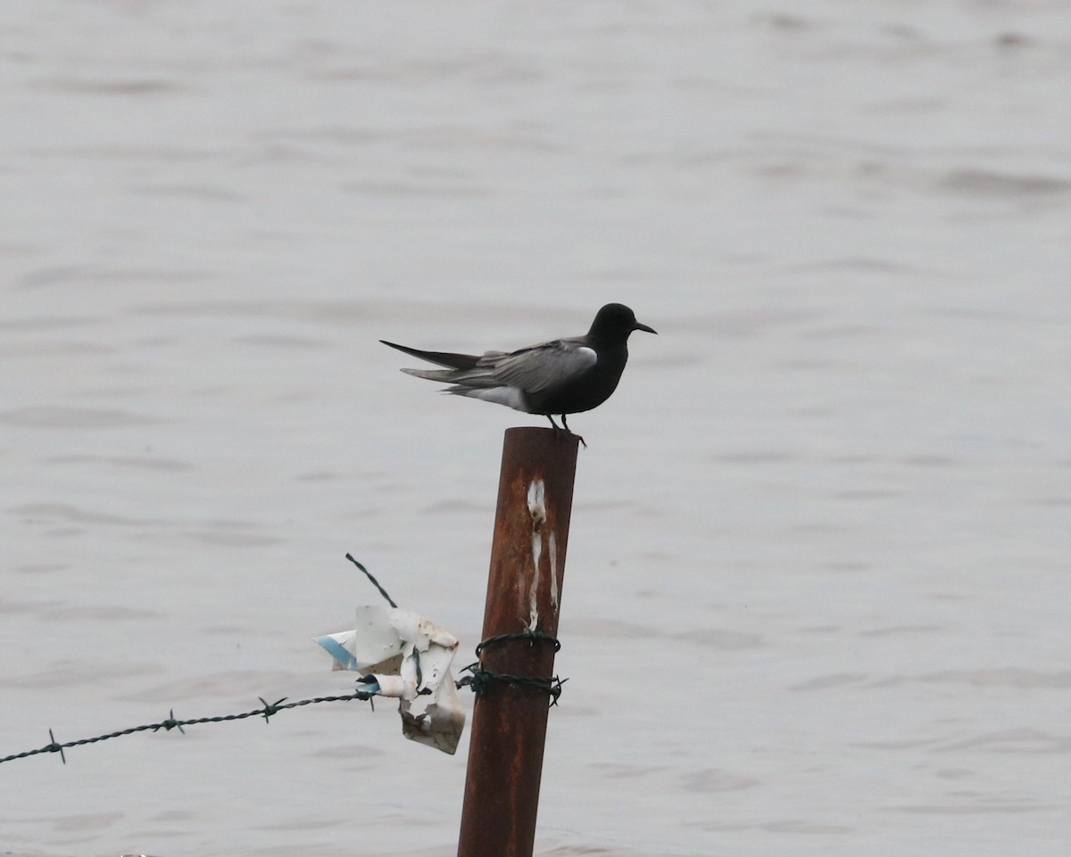 Black Tern - ML620289021