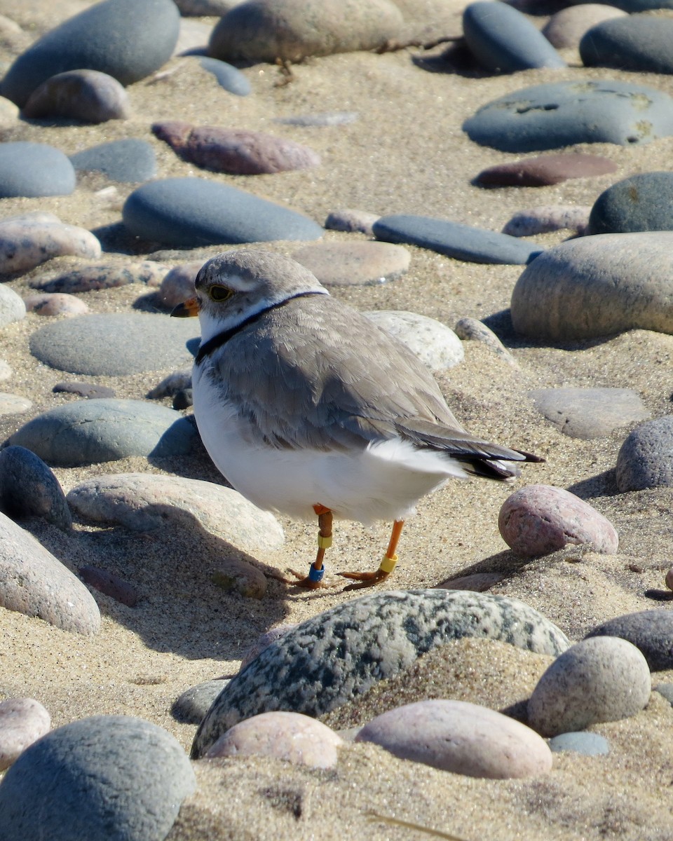 Flötenregenpfeifer - ML620289023