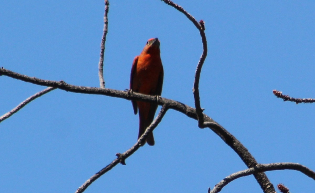 Hepatic Tanager (Northern) - ML620289025