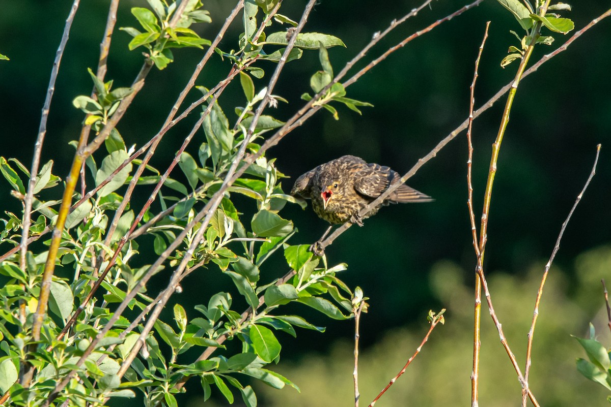 Red-winged Blackbird - ML620289026