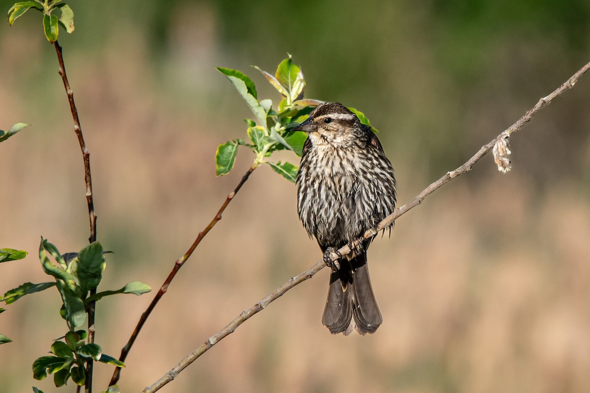 Red-winged Blackbird - ML620289027