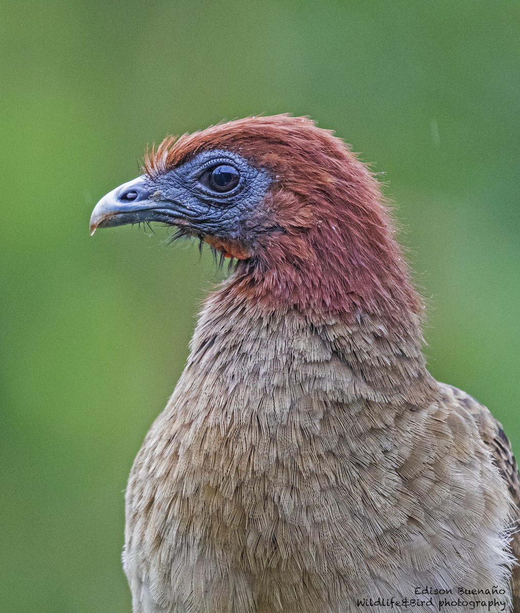 Ortalide à tête rousse - ML620289028