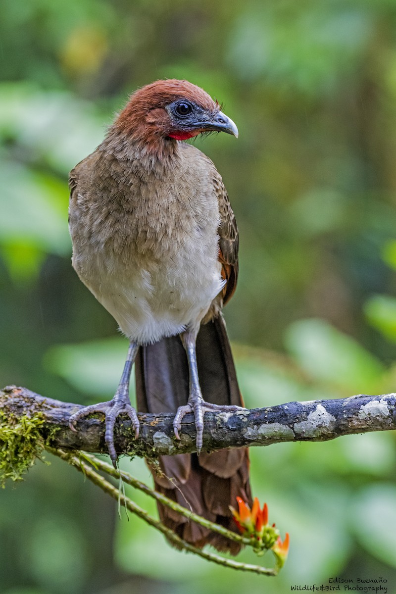 Ortalide à tête rousse - ML620289029