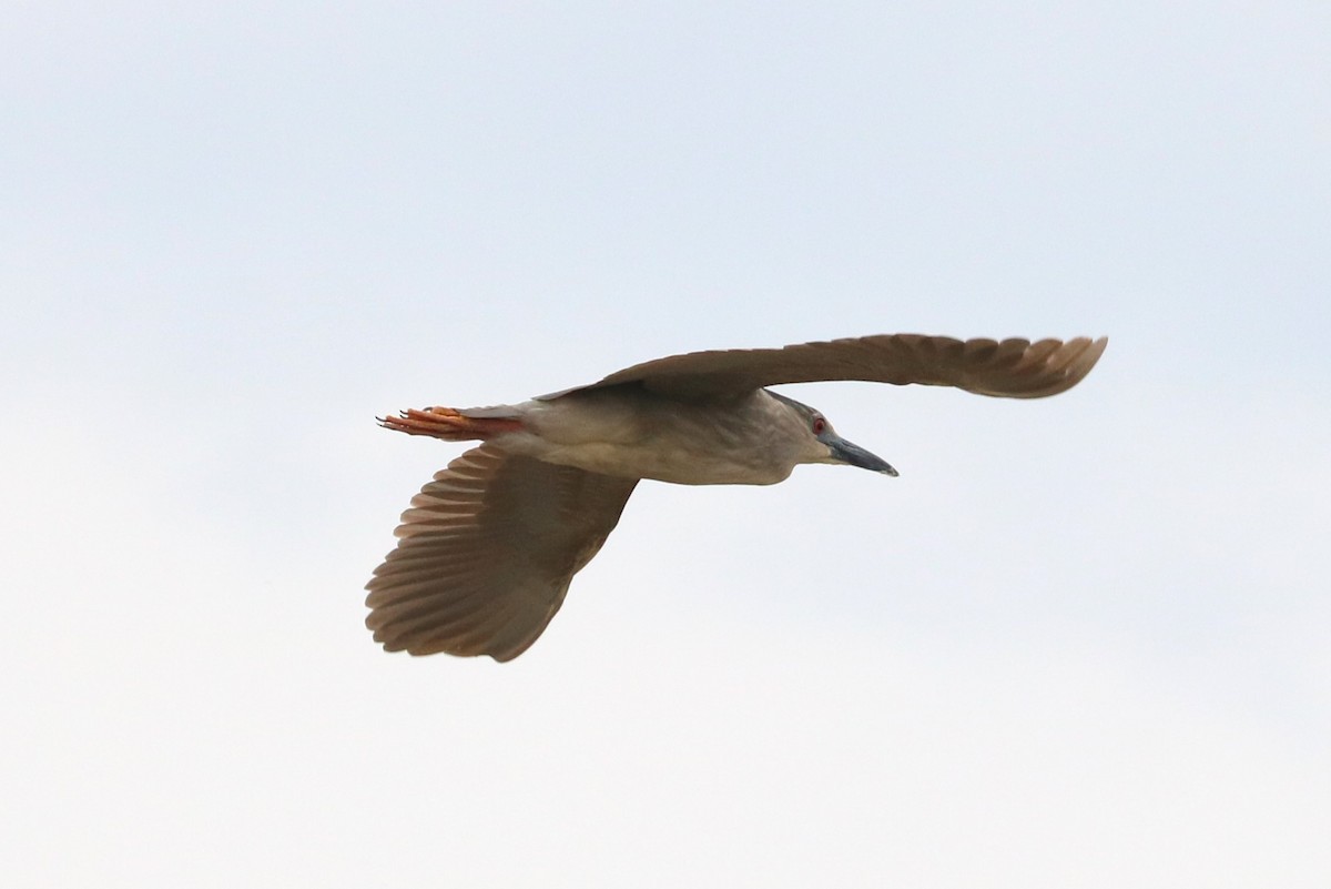 Black-crowned Night Heron - ML620289035