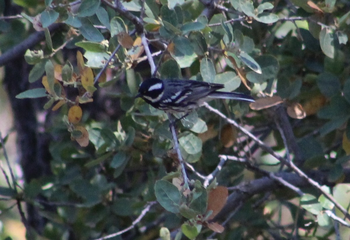 Black-throated Gray Warbler - ML620289037