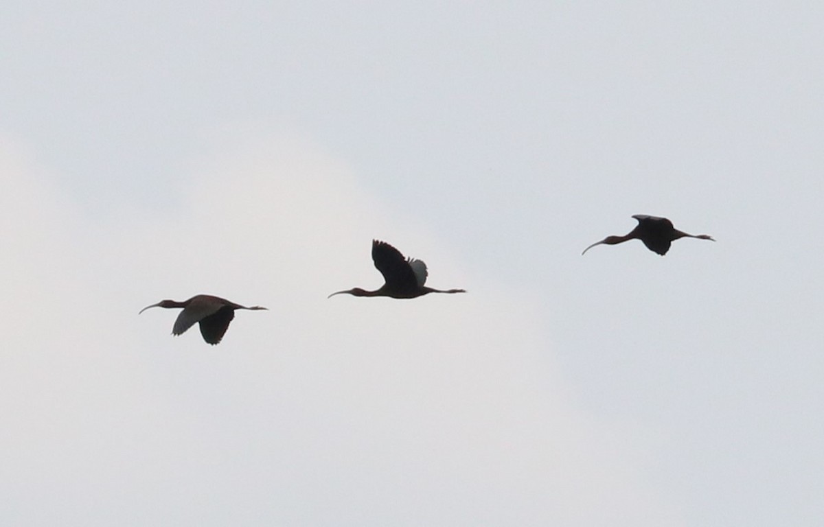 ibis americký - ML620289039