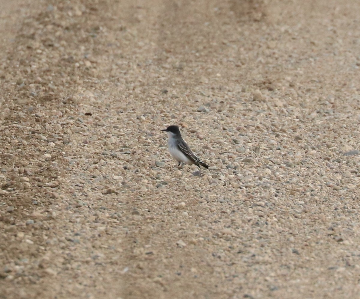 Eastern Kingbird - ML620289046