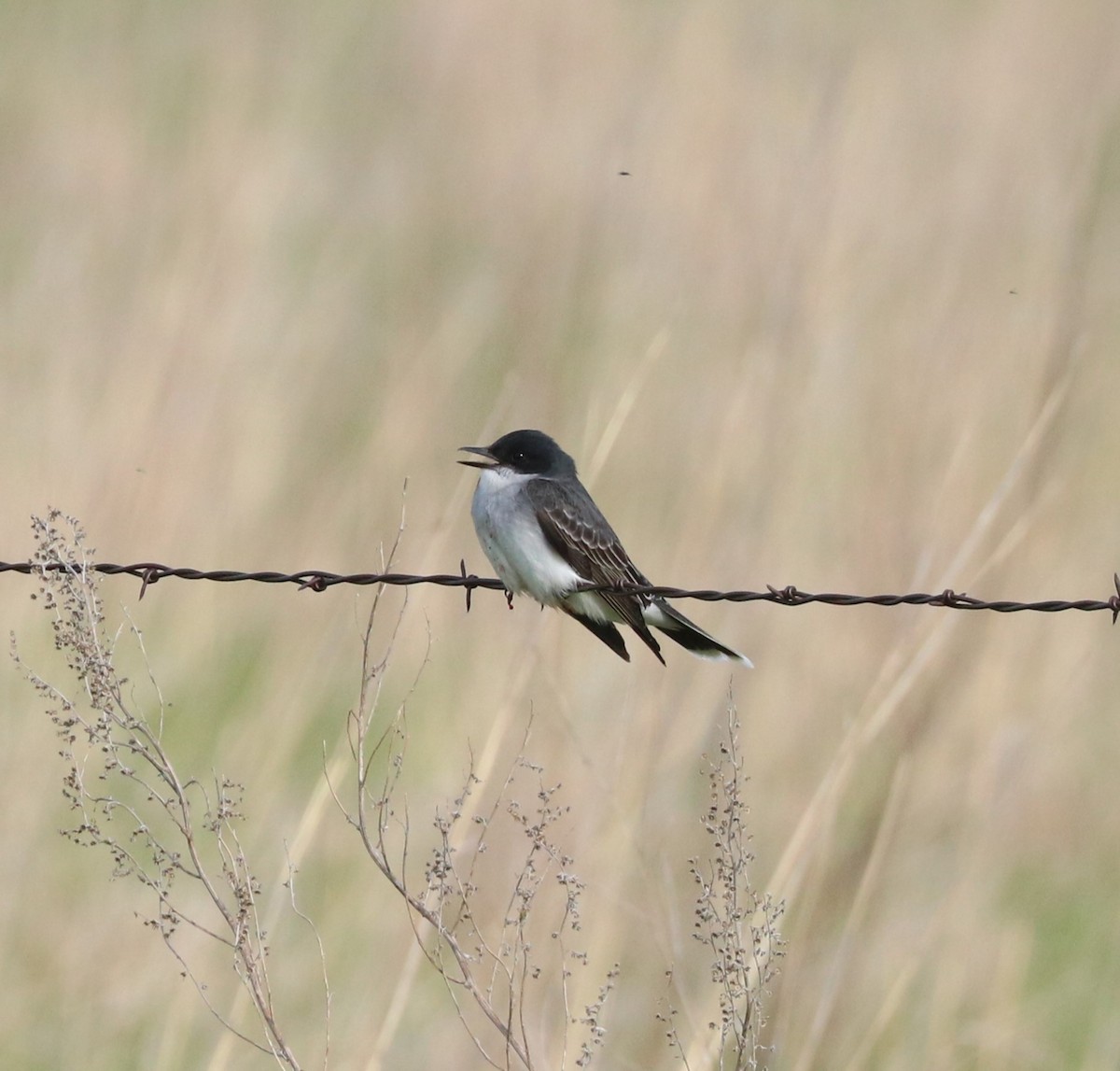 Eastern Kingbird - ML620289047