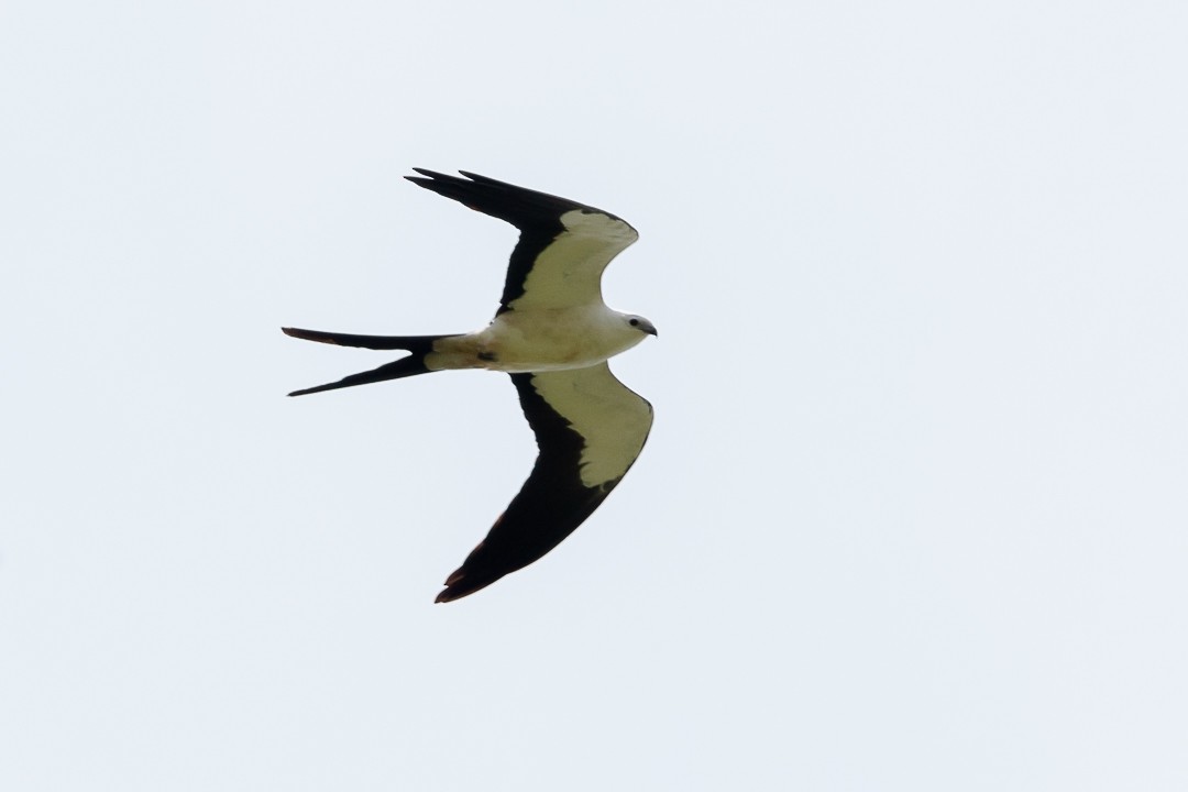 Swallow-tailed Kite - ML620289056