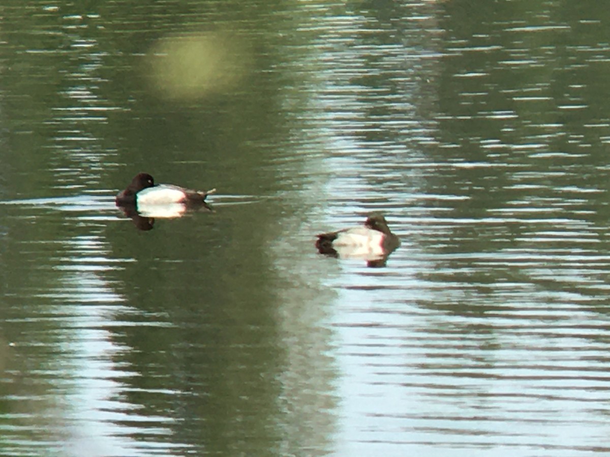 Lesser Scaup - ML620289059