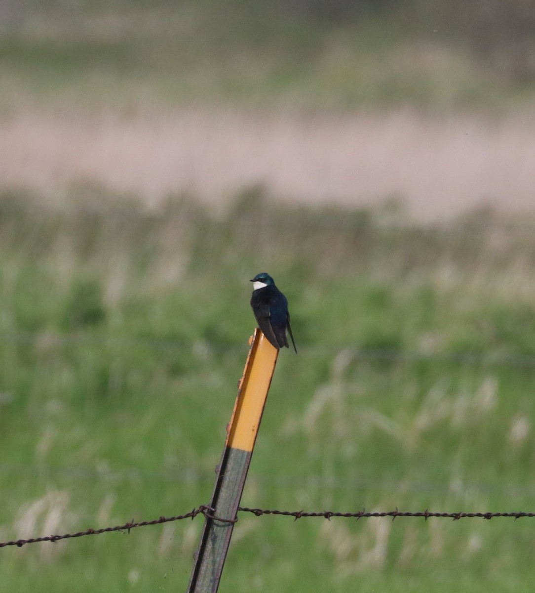 Tree Swallow - ML620289060