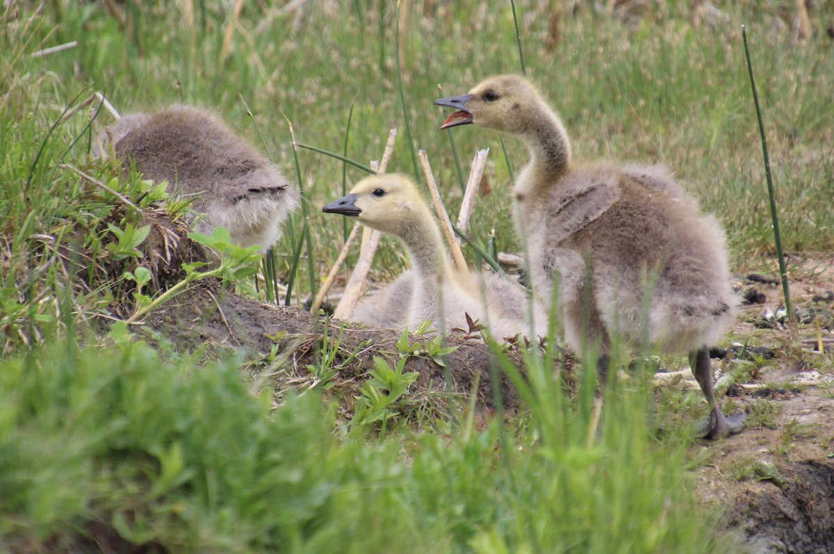 Canada Goose - ML620289062