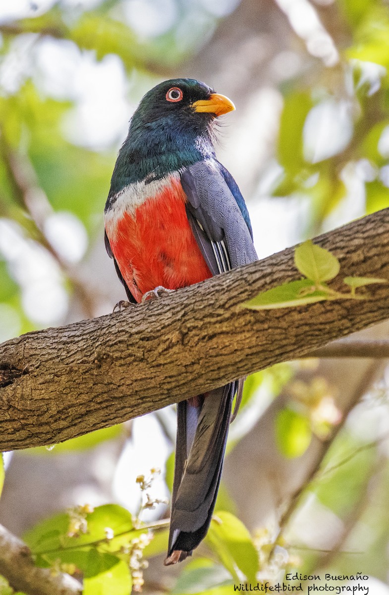 Trogon d'Équateur - ML620289064