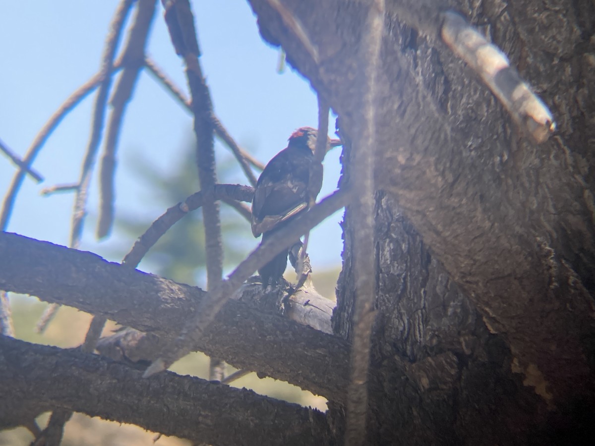 White-headed Woodpecker - ML620289069