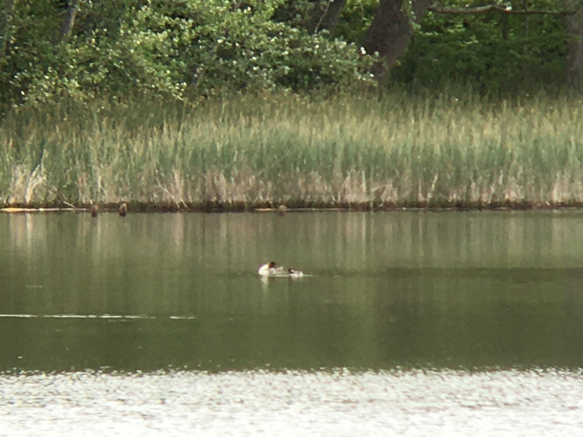 Bufflehead - ML620289070