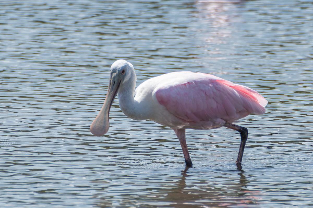 Roseate Spoonbill - ML620289071