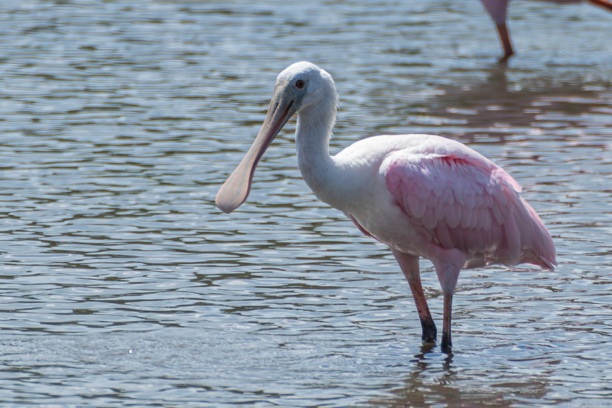 Roseate Spoonbill - ML620289072