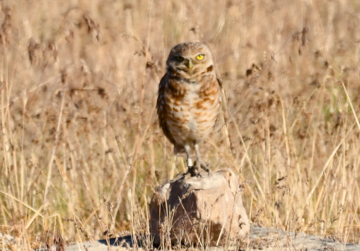 Burrowing Owl - ML620289073