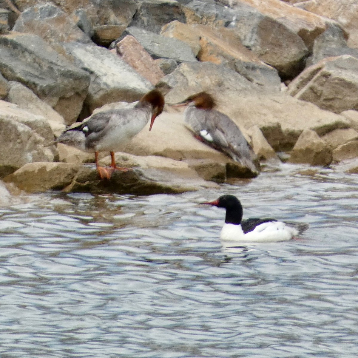 Common Merganser - ML620289075